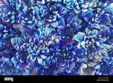 Blue Flower Background Tatoo Pictures Ideas