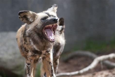 List of the most endangered animals in south africa. African wild dog -- The Oregon Zoo's endangered species ...