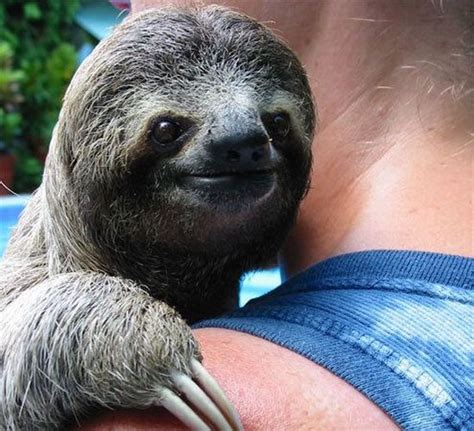 Happy Sloth Is Happy Funny Pictures Of Animals