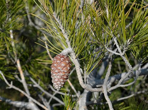 Florealpes Pinus Halepensis Pin Dalep Pinaceae Fiche Détaillée