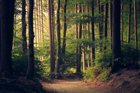 Trees Forest Path Wallpaper Coolwallpapersme
