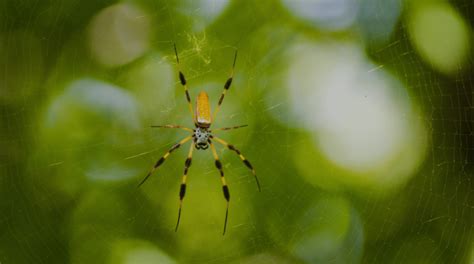 Banana Spiders Venomous Arachnids And Their Fascinating Traits Pest
