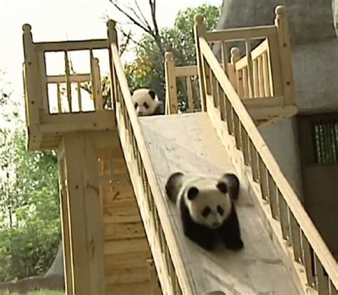 Watch Out The Pandas Are About Endearing Footage Shows Cute And