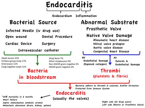 Management Of Infective Endocarditis Drug Guide