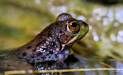 New Species Of Fanged Frog Found In The Philippines