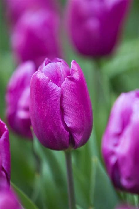 Tulipa Single Early Purple Prince Tulip From Adr Bulbs