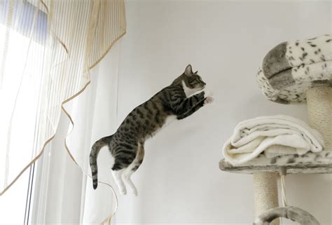 Thursday, said assistant fargo fire chief leroy skarloken. How High Can Cats Jump? What is the Current World Record?