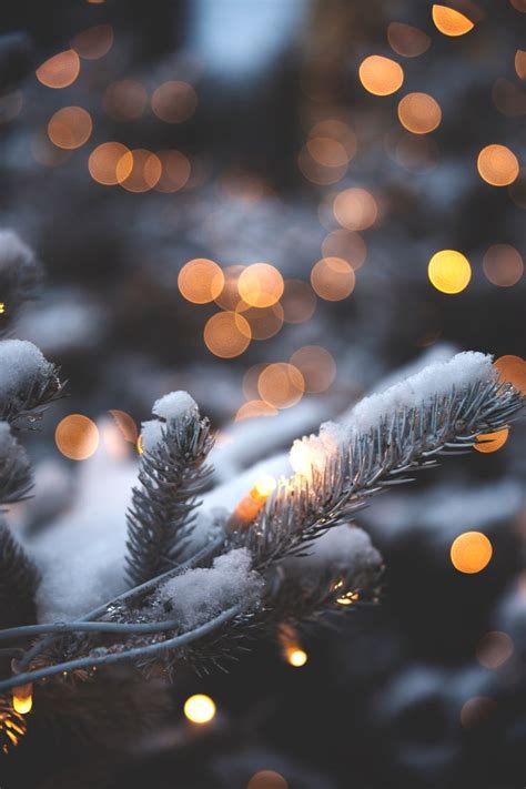 Da können die bürger viele schöne sachen kaufen. snow on pine tree branch | Winter wallpaper, Christmas ...