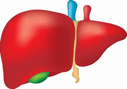 Liver Human Heart Health Easy Healthy Tips