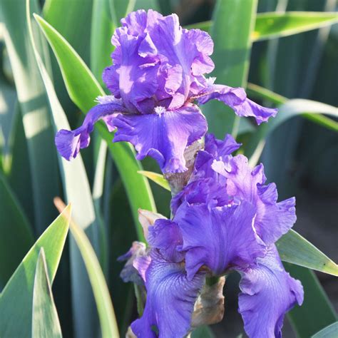 Purple Reblooming Bearded Iris Rhizome For Sale Iris Dashing Easy