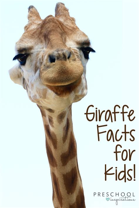 Giraffe Facts For Kids Preschool Inspirations