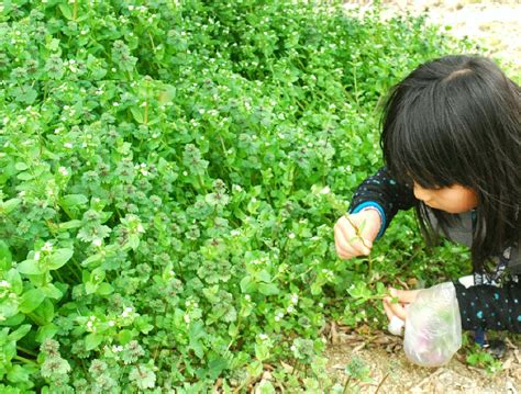 [WSレポ]野の草摘み&摘み草料理 vol.1Spring Wild Plants Cooking Workshop for Kids | ソラノサト