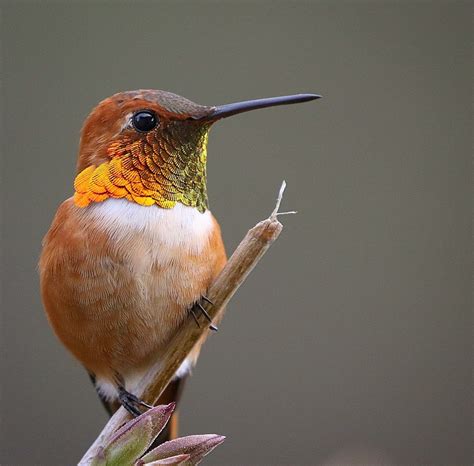 The Rufous Hummingbird Perpetua Resources