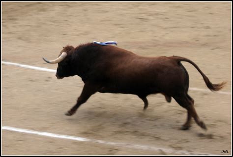 breeding  blog  aurochs  fighting bulls