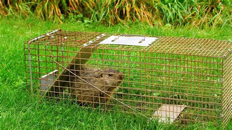Homemade Small Animal Traps Animal Guides