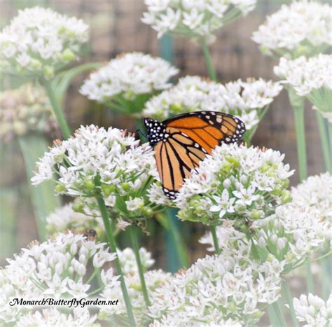 Monarch butterfly on white flowered plant. Fall Planting Butterfly Plants For Next Season's Monarchs