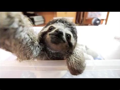 Como madre busco acompañar el crecimiento de mi hijo de una forma respetuosa, consciente y saludable. Perezoso bebe Selfie 2019 ( Baby Sloths ) - YouTube