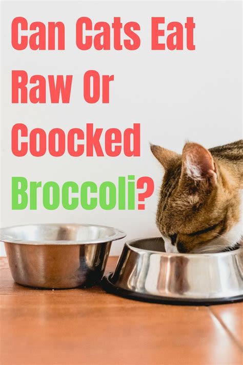 This post contains a list of human foods safe for feline pets. Can Cats Eat Raw or Cooked Broccoli | Cat nutrition ...
