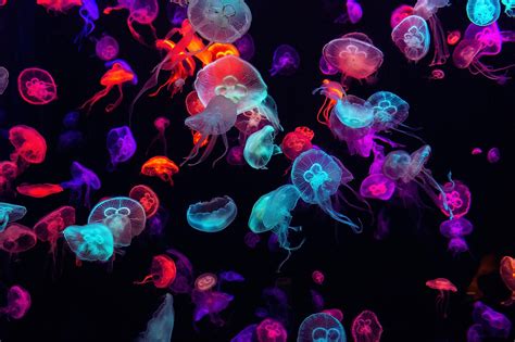 What Do Immortal Jellyfish Eat Worldatlas