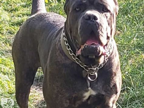 Cane Corso X Ridgeback In Darlington Dl2 On Freeads Classifieds Cane