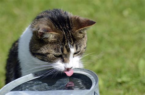 It's usually during the hot months in summer that puppies tend to drink too much. Drinking Water: How can I encourage my cat to drink more ...