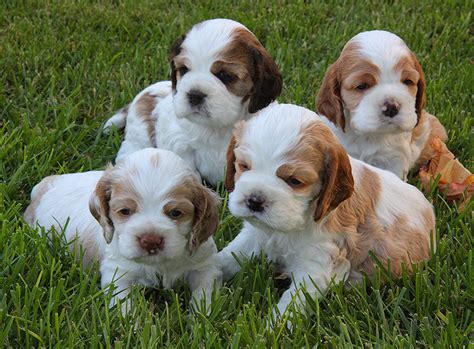 All puppies are socialized around children and other pets on a daily basis. Meg - A sable and white parti color American Cocker Spaniel