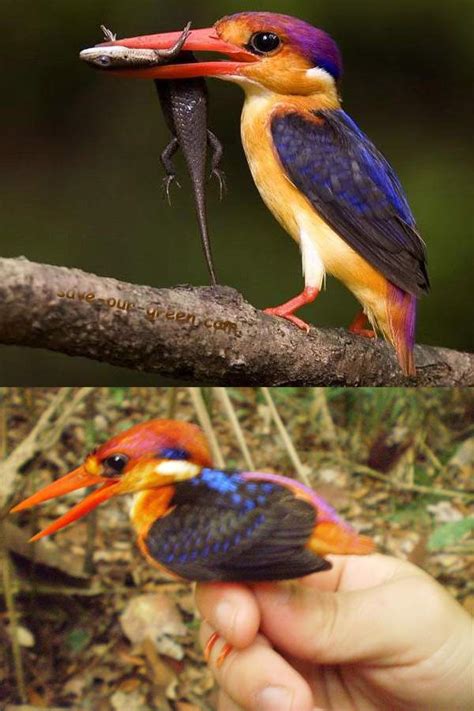 Oriental Dwarf Kingfisher Save Our Green