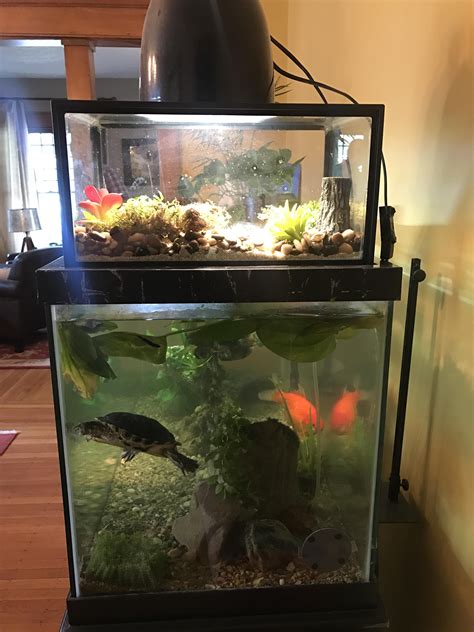 Healthy turtle aquarium | Turtle aquarium, Turtle habitat ...