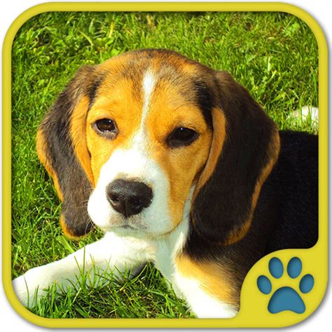 Cute Doggy Gamesdog Puzzles Matching Pairs Dog Pictures