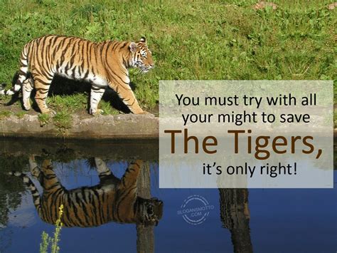 May 31, 2021 · global day of parents will be celebrated all over the world on june 1, 2021. International Tiger Day 2020: History, Significance ...