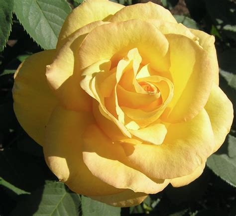 There are many flowers / flower in the garden. Pin by Fresno State on Fresno State Rose Garden and More ...