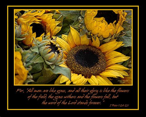 Inspirational Sunflowers Photograph By Carolyn Marshall Fine Art America