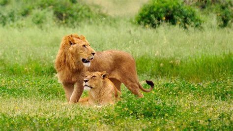 1920x1080 1920x1080 Couple Animals Lions Lion Lioness