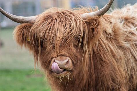 10400 Highland Cow Cattle Stock Photos Pictures And Royalty Free