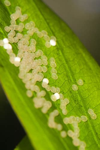 The second egg is laid from 20 to 40 hours after the first. Angelfish Egg Development | My Aquarium Club
