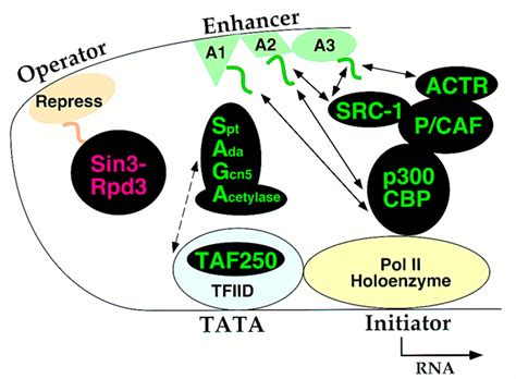 Histone Acetylation And Transcriptional Regulatory Mechanisms