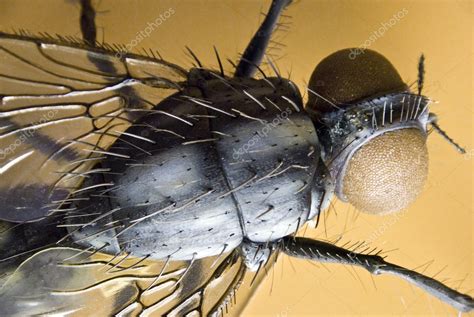Detailed Model Of A Housefly — Stock Photo © 3quarks 10162853