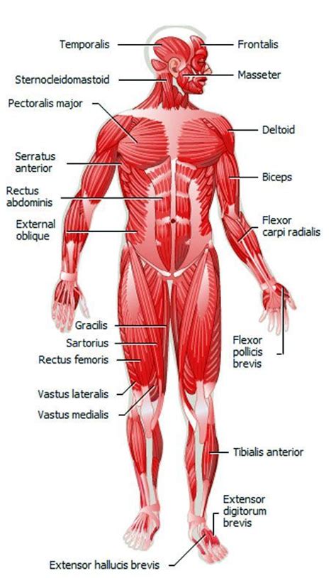 Muscles, connected to bones or internal organs and blood vessels, are in charge for movement. Muscular Anatomy: Learn what muscles you use when you ...