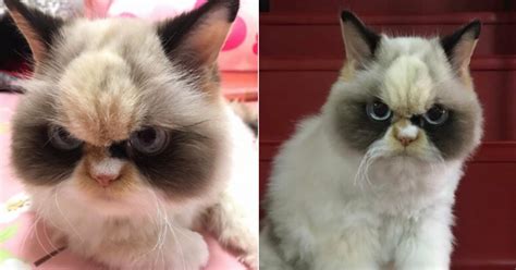 Attention Cat Lovers Grumpy Cat Still Lives Through This Lookalike Meow Meow Culture