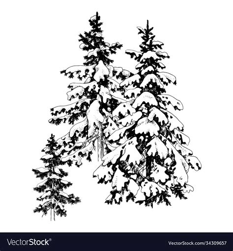 Hand Drawn Winter Fir Trees Royalty Free Vector Image
