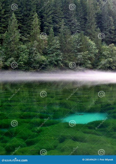 Lake With Clear Water Forest And Fish Stock Image Image Of Cleanness