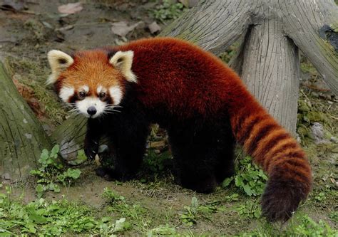 Full Body Pic Red Panda Panda Facts Animal Memes