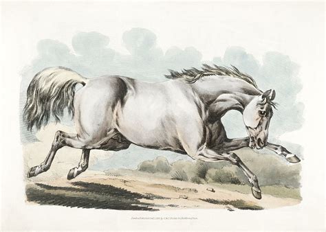 Illustration Of A White Horse Running From Sporting Sketches 1817 1818