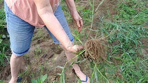 Learn about 3 common texas lawn pests and how you can stop them from destroying your lawn. LOOK at the Roots on this Grass! - YouTube