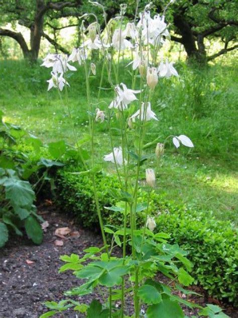 Namun kali ini koleksi video 1111.90 l50 204 full japanese merupakan kata kunci paling terbanyak di cari oleh warga net, yang mana kata tersebut memiliki beragam video terbaru husus japanese didalamnya. Aquilegia vulgaris 'Nivea' - Witte akelei | De Tuinen van ...