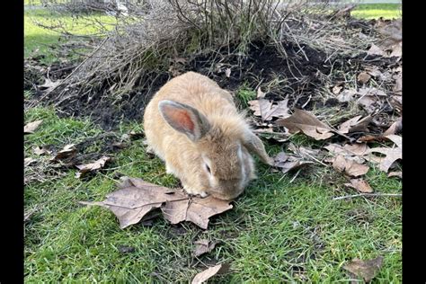 Richmond Based Rescue Sees Increase In Abandoned Pet Rabbits Richmond