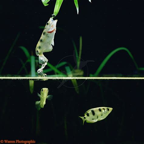 Chatareus which grows up to 16 inches or 40 cm. Archer Fish Leaping | Fish, Underwater creatures, Water