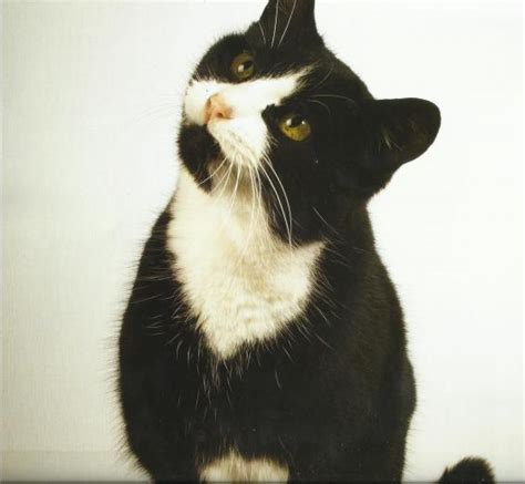 Free Download Tuxedo Kitten Illustration Hd Wallpaper Wallpaper Flare