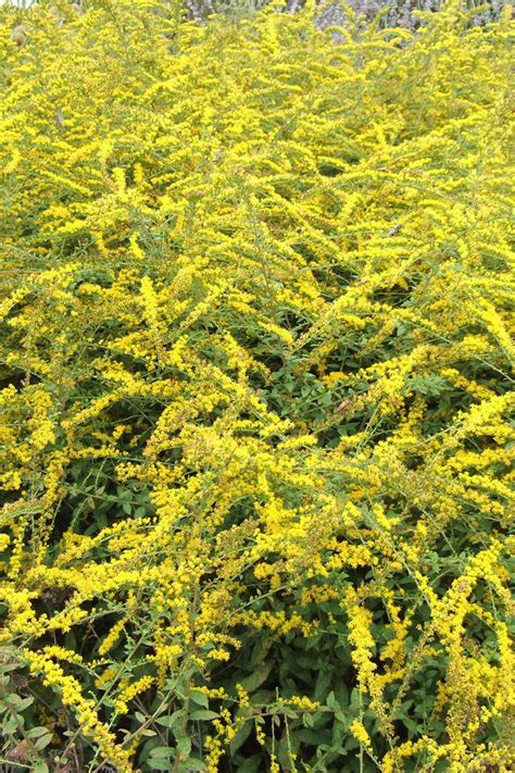 Maybe you would like to learn more about one of these? 8 Fall-Blooming Perennials That Keep the Show Going Until ...