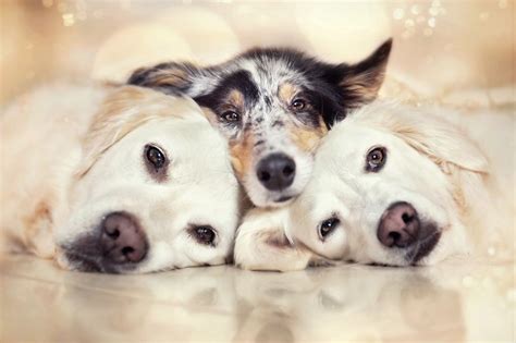 Golden Retriever Mali And His Best Friends Photography By Gabi